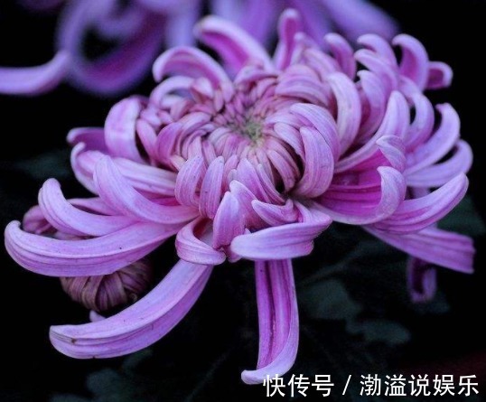 花型|家养这5款花卉，花大色艳胜牡丹，全年循环开花，轻松打造小花园
