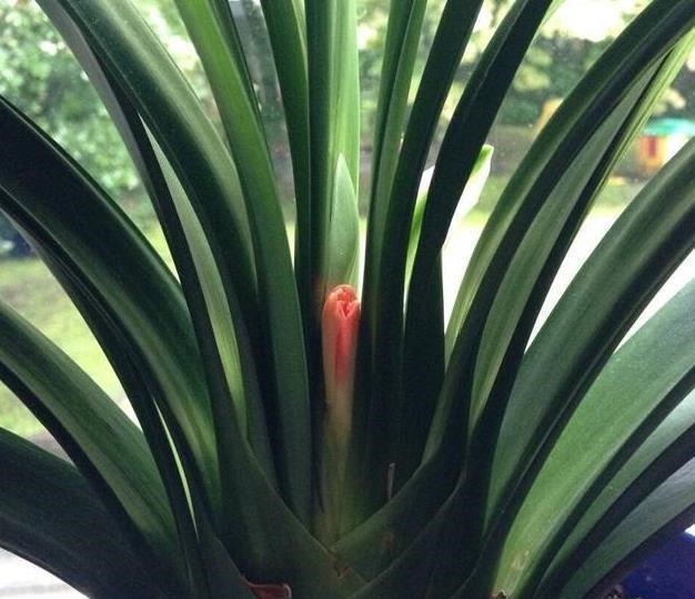 养君子兰用这个小妙招,开花多、新叶多、不夹箭,叶子绿的发光