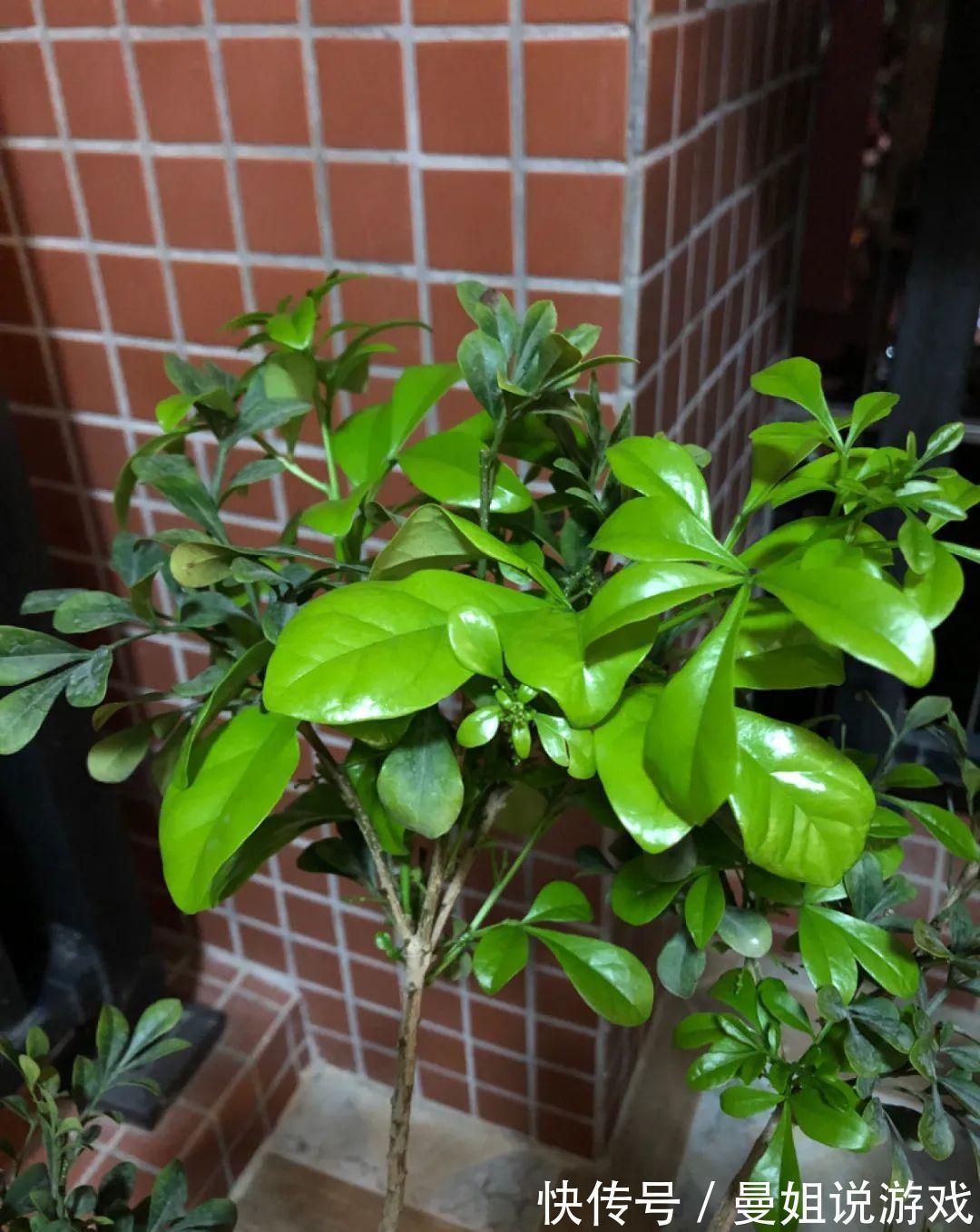 米兰这么养,疯狂冒新叶,开花香又多