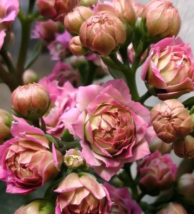 75个长寿花品种，一个比一个美，一起来认识一下吧！