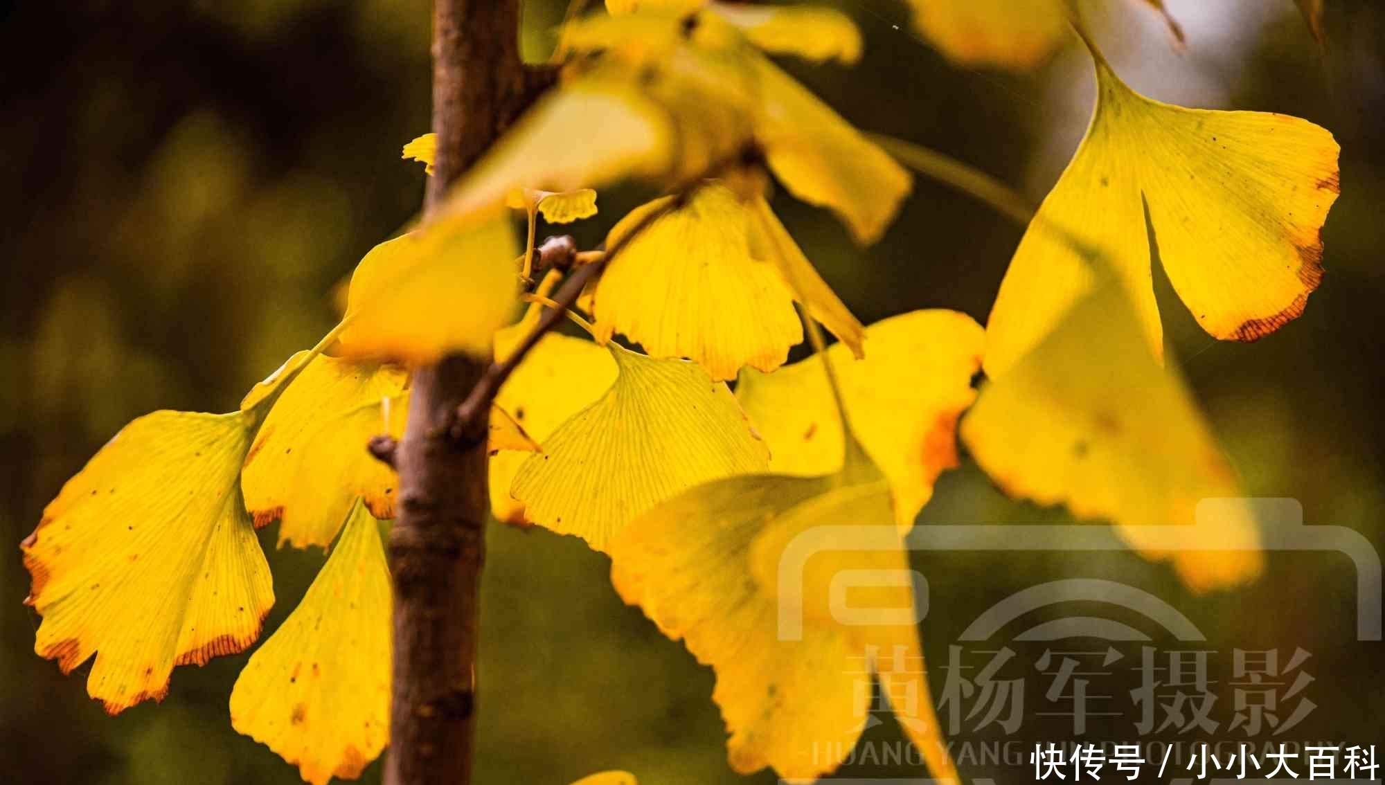 银杏叶|十二月金黄动人的银杏叶，冬日绚烂的风景别致熟悉的美