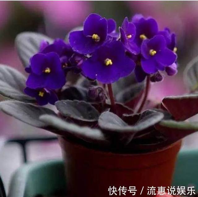 养护|以下10种全年都能开花的室内盆栽,超好养护又容易爆盆!