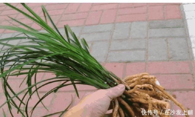 养兰花，盆里加点“它”，兰根不腐，根壮叶绿，兰花开满枝头