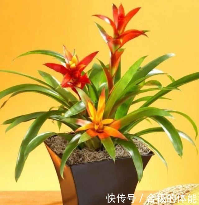 13种最佳的室内盆栽花卉,给一点点光照就可以开花了!