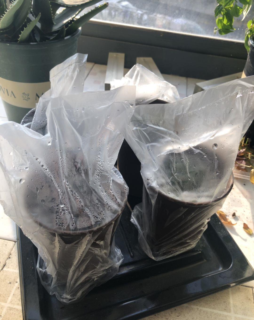 花市买的花,为啥养不活,原因就是这样