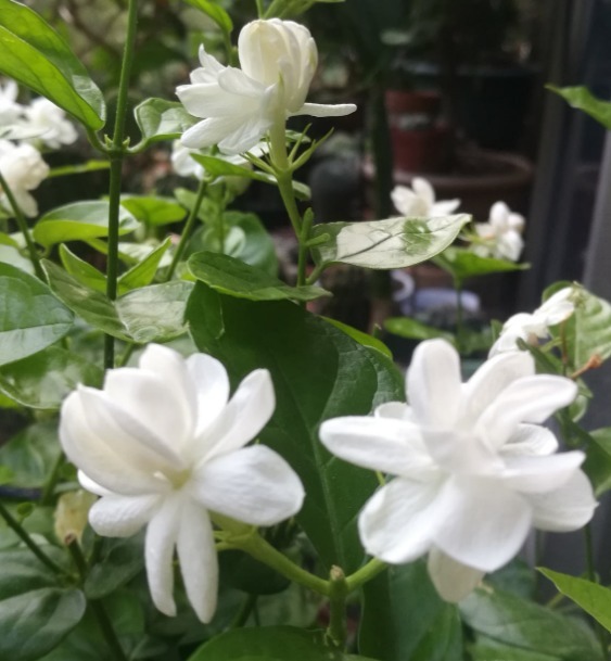 茉莉花学会控水，长得枝繁叶茂，开花一夏天！