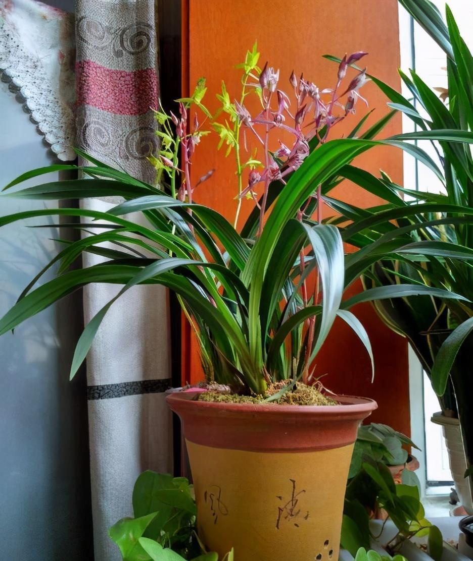 兰花忒难养?配个好土,咋养咋壮,花箭一米八,香喷喷的报岁花