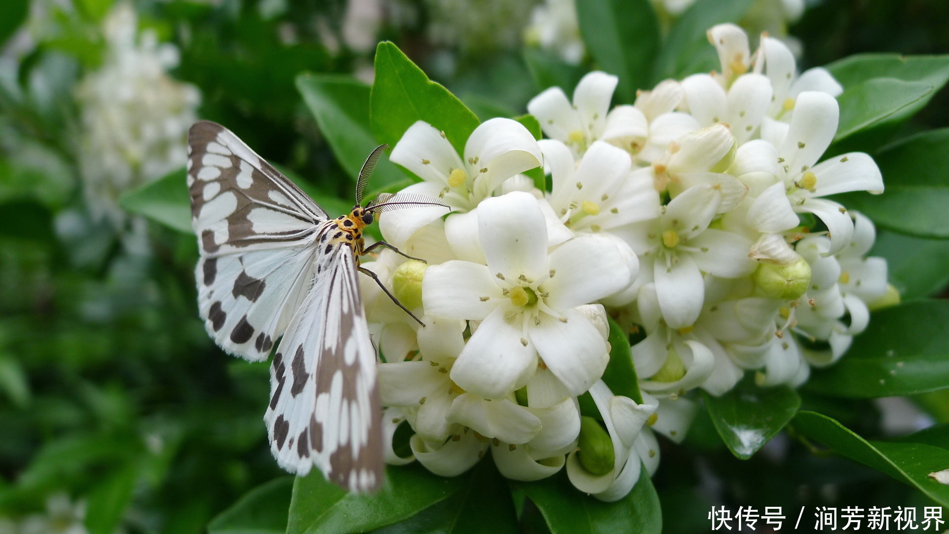  香味|此花香味可传百里，浓郁的香味有悠久的历史，寓意着爱情的俘虏