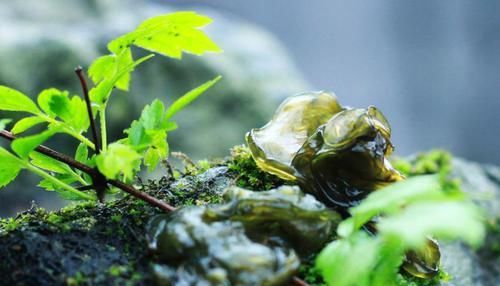  人称|田野里一种野味，人称“土燕窝”，富含蛋白质，识货的人不多