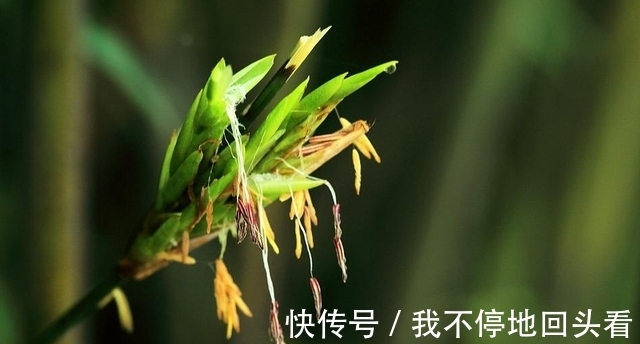 “竹子开花,赶紧搬家”有道理吗?竹子开花到底隐藏了什么秘密?