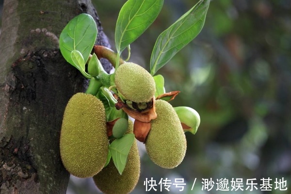 水果|被拉入“黑名单”的4种水果,不少人天天吃,果农却从来都不碰!