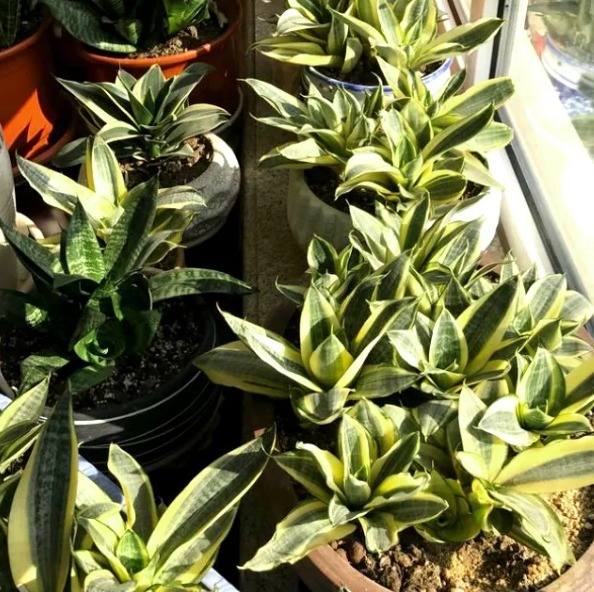 老妈在盆里埋点料，虎皮兰吃了一夜冒10个芽，花盆都炸了！