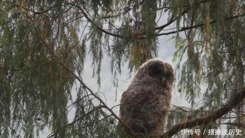 俗话“夜猫不进无病家,燕子不进苦门家”是为何?古人的传世智慧