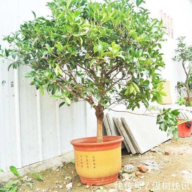 桂花不开花是什么原因 往土壤中添点这个桂花越开越好