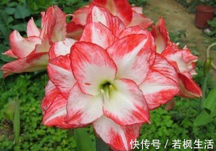 帝王花帝王花|4种花生命力很顽强,沾土就能活,懒人新手都能养好,美不胜收