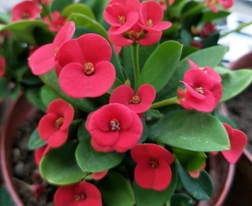 漂亮美艳的4种花,一年开花很多次,香气四溢