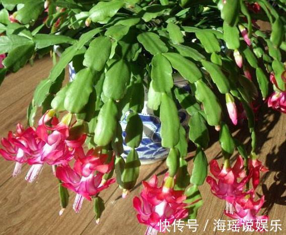 花芽|养蟹爪兰不开花往花盆里撒“2种废渣”,花芽长出来,开出花!