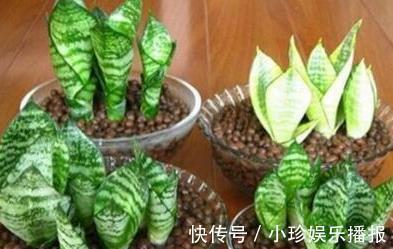 虎皮兰|虎皮兰长得慢,秋后用它养,粗根变小芽,顶破盆,太给力了