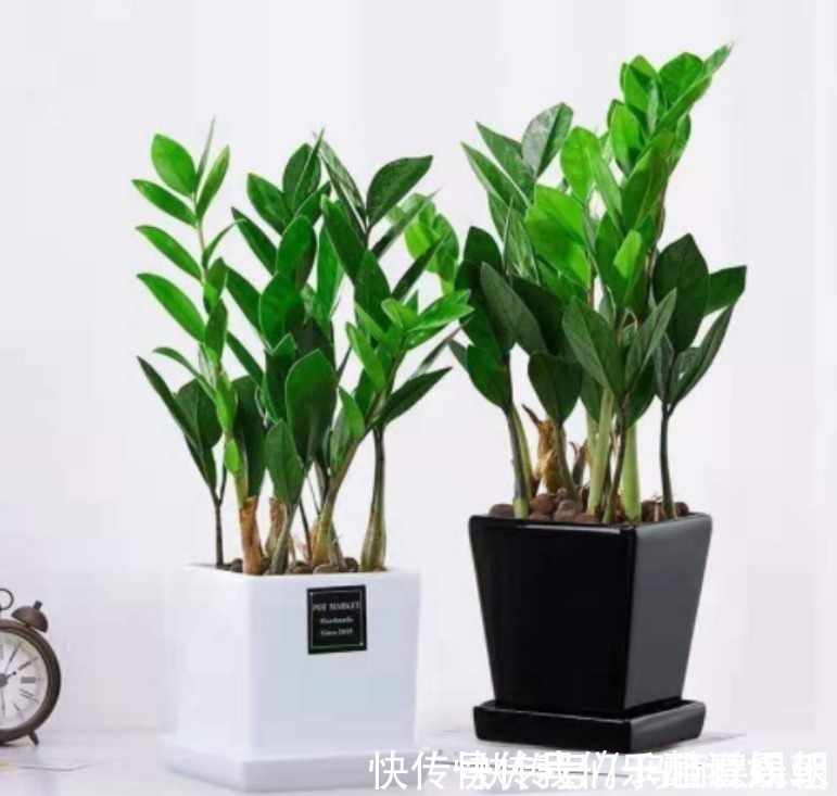 室内观叶|最适合卧室摆放的9种植物,清新素雅,安全无毒,还特好养活