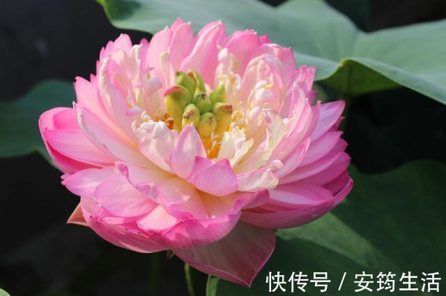 养花就养3种耐旱花,好养易活能爆盆,四季开花不断,夏天也赏花