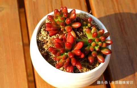 多肉颜色不好看，这样养护，色彩鲜艳，颜值爆表！