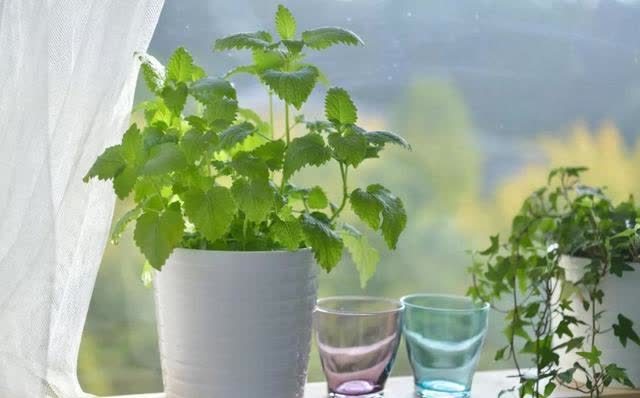 春季室内植物推荐(内含种植窍门)