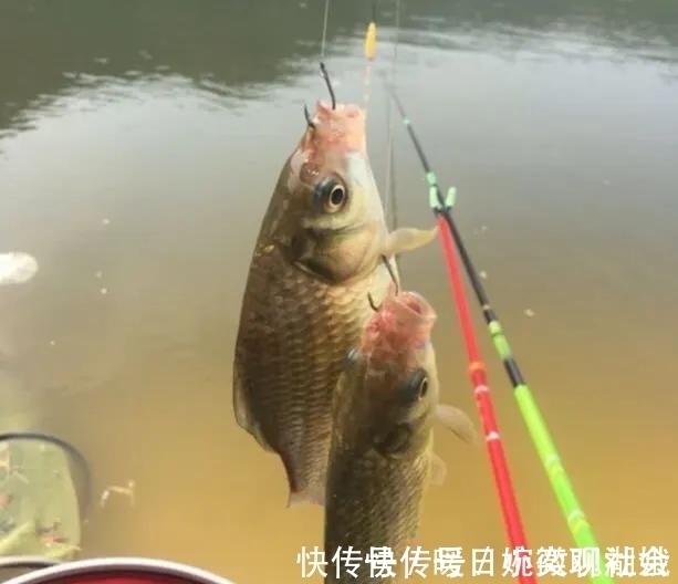 鱼口|别再相信蚯蚓是万能饵了,夏天这样用饵,渔获少不了