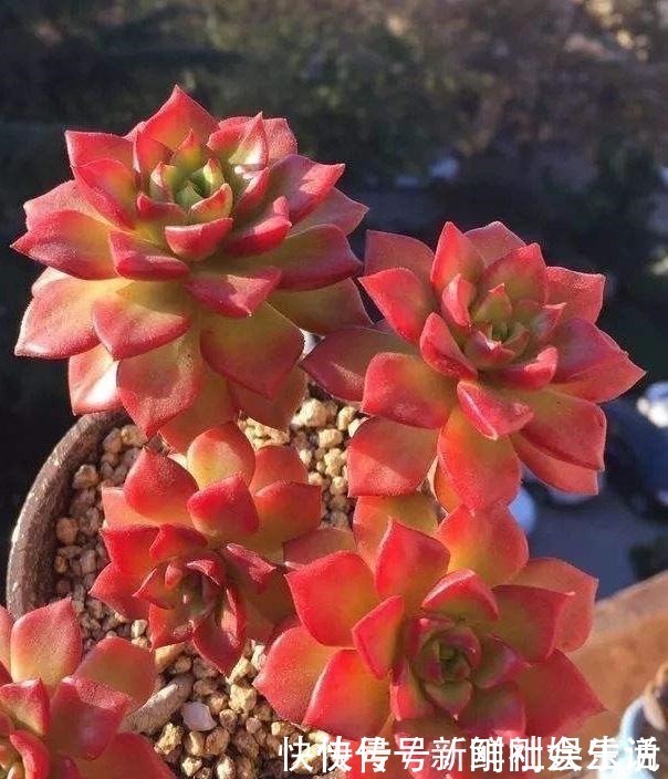 艾伦|养多肉,就养这“6盆”,越长越肥,颜色越来越好看,太美了!