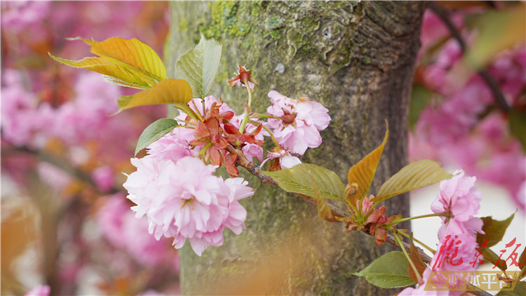 去哪儿赏樱花，就在西峰这条街