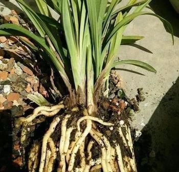 根系|养兰花,盆底垫上5种材料,根系长得好,不烂根不黄叶