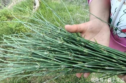 冬季|这种野草,即使是在冬季,它也不会凋零,你见过吗?