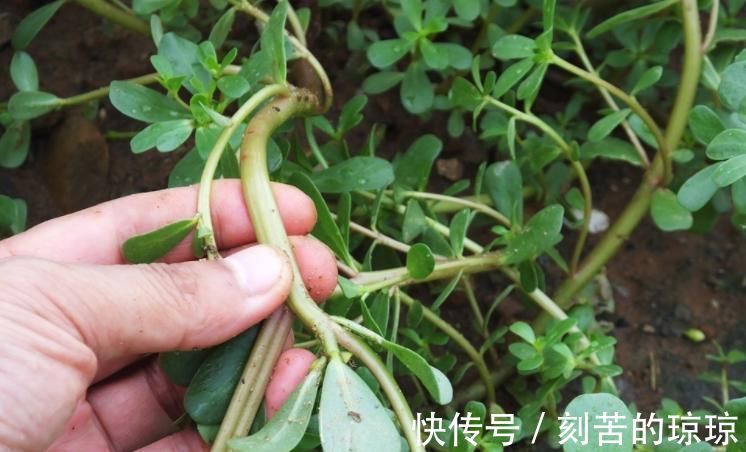 二羟乙胺|农民称“长寿菜”没想到这么好,好多人不知道也不认识!