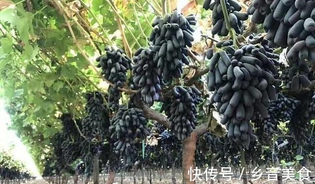 院子里种上果树,能观赏且寓意好,果肉还有奶香味,甜而不腻!