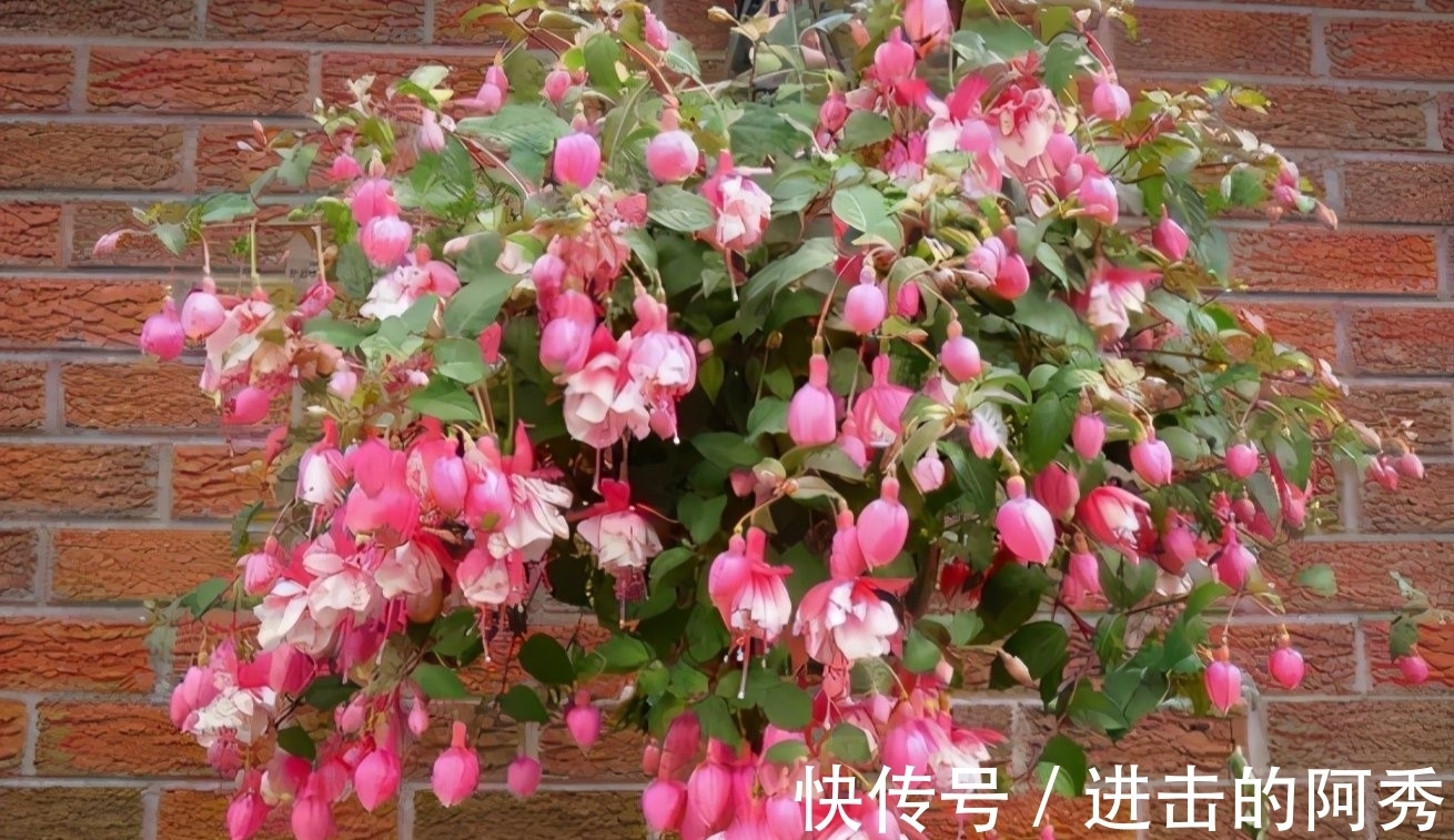 20种“坑人花”,真的很难养,没有三五年的养花经验,别入坑