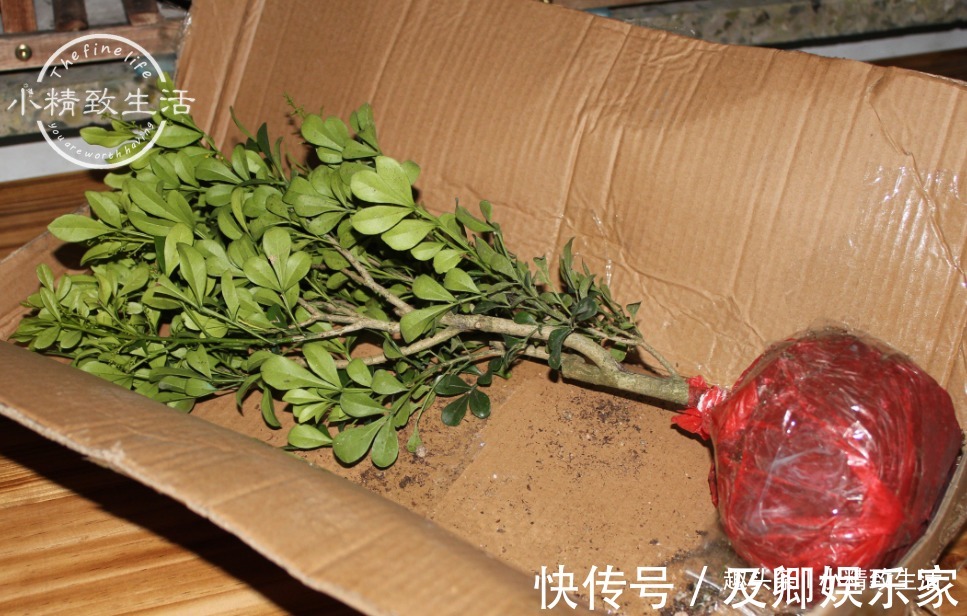 养米兰,2件事很重要,做错了落叶归西,做对了花繁叶茂