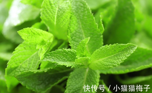 益母草|66种野菜大图片，带你见识不同的野菜和吃法，你想要的野菜这里有