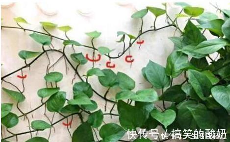 自来水|盆土太硬了？用它泡一泡，浸盆浇，土壤透气有营养，还养根