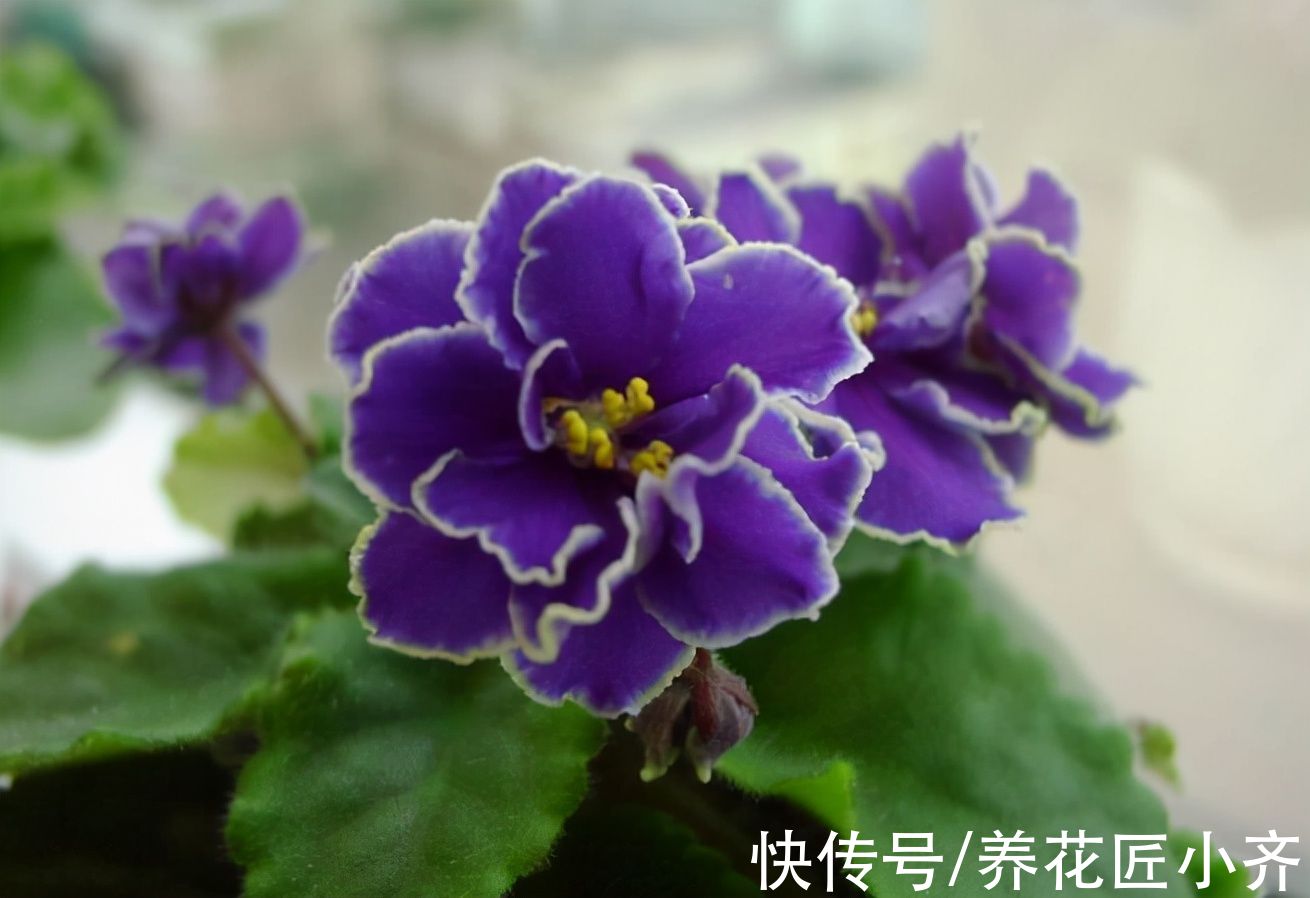 秋天可以叶插6种植物，一片叶子就能繁殖，养1年就能变大苗