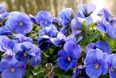  四溢|此花好养易活，四季有花开，观赏价值高，花香四溢