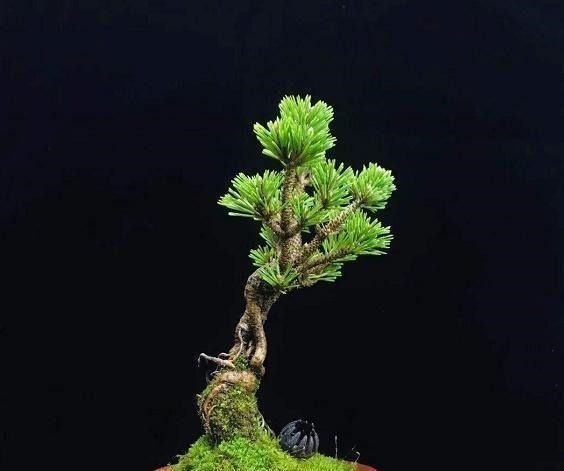 令人惊艳的国内花艺师盆景作品,平时很难见到,值得收藏与分享!