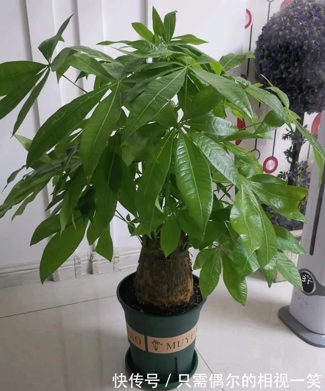 巧用这种皮,养君子兰发财树,叶片光亮,效果让人满意!