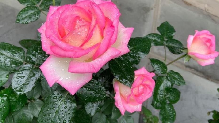 2021年养过的10款月季，皮实好养开花美，你最喜欢哪种？