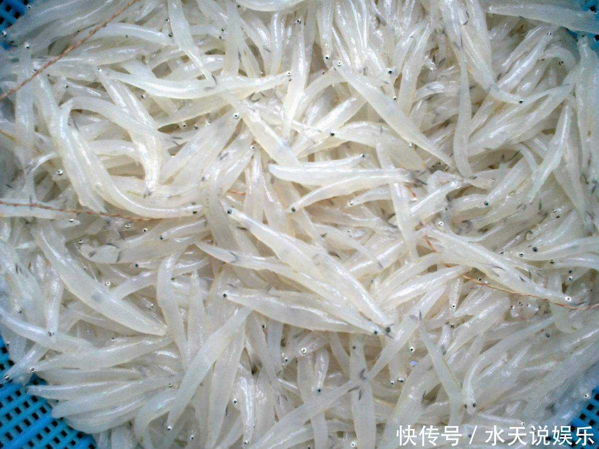 眼睛 这种鱼能够在水中“隐身”,除了眼睛之外,你很难看到它的肉体