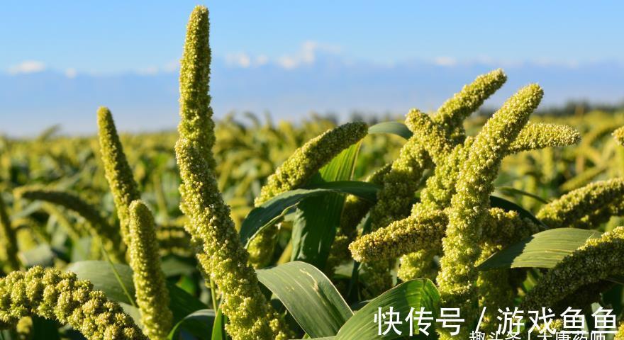 小米味甘|一把小米,养生大功效!4种巧妙搭配,健康美味,养生又祛病!