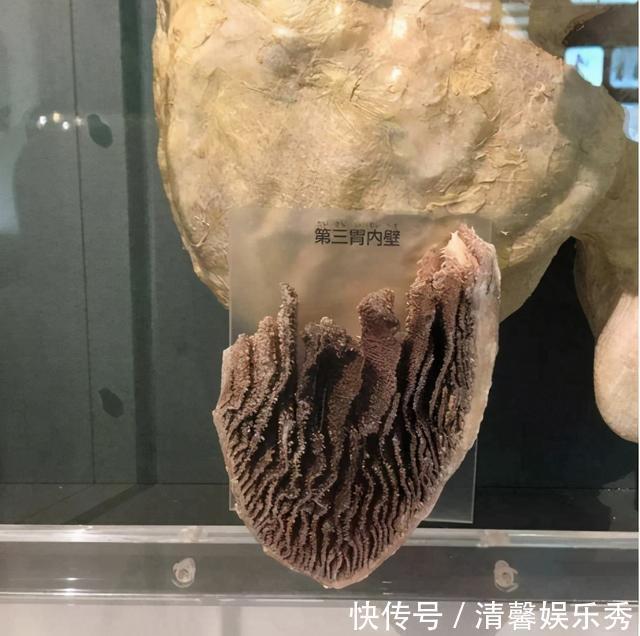 植物|植物营养较低,为什么牛只吃草,却能长一身肌肉?