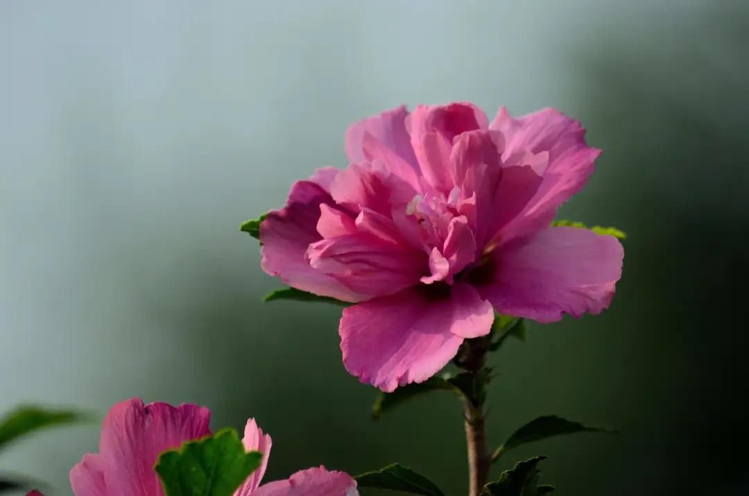  表白|诗朗诵：表白心迹