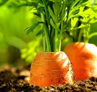 老少皆宜|胡萝卜和”它“一起煮,皱纹消失了,失眠也治好了,家长们了解下