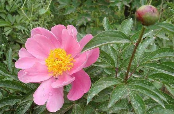 气话|俗话说多说多错,少说少错,想要一生命好福气大,别说4种话!