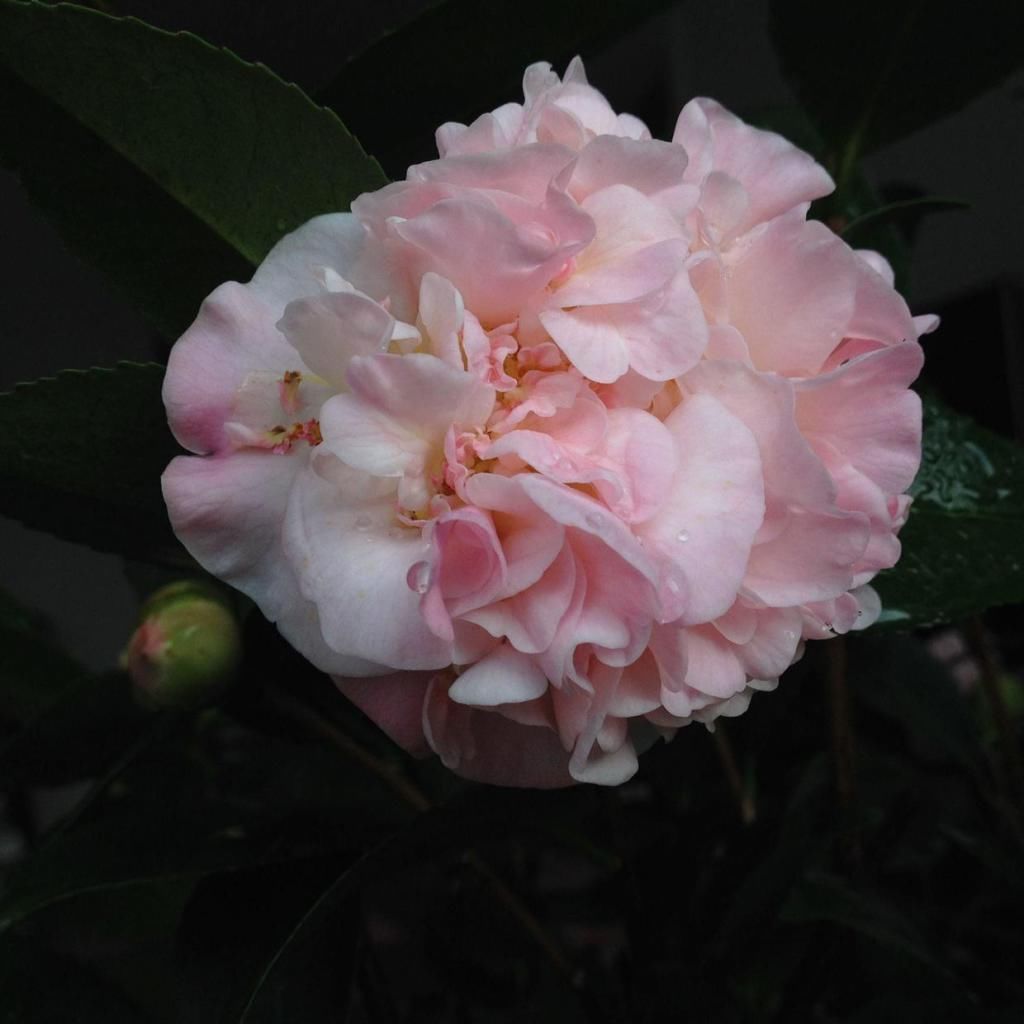  花苞掉落|茶花好不容易在秋冬冒出花苞，没几天就掉光了，哪里出了问题