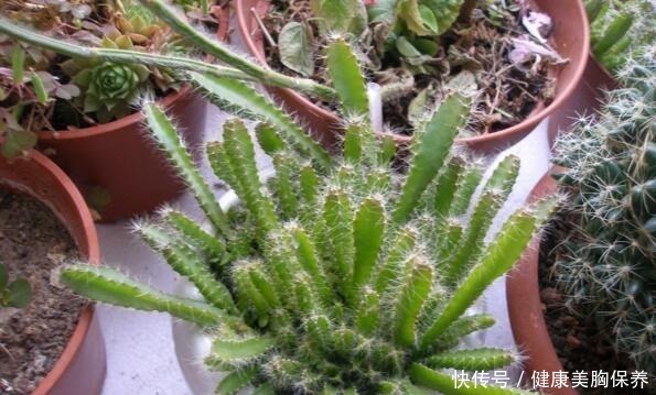 吃水果时，籽别扔，一个一个摆盆里，15天就发芽，养好了能结果！